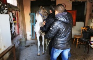 Controlli a Librino, il cavallo mal tenuto