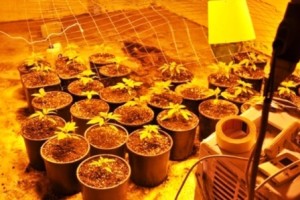 La piantagione di cannabis sequestrata ad Agatino Aperi