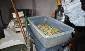 La piantagione di cannabis sequestrata ad Agatino Aperi