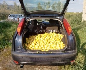 I limoni rubati a Priolo Gargallo