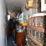 I volatili sequestrati e poi liberati