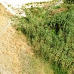 La droga scoperta a Favara