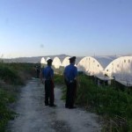 La piantagione di droga scoperta dai carabinieri