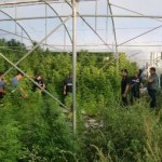 La piantagione di droga scoperta dai carabinieri