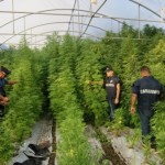 La piantagione di droga scoperta dai carabinieri