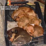 I cuccioli salvati dall'Enpa e dalla Polizia