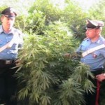 La piantagione di marijuana sequestrata