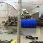 Cagnolino trova riparo su alcuni blocchi di cemento