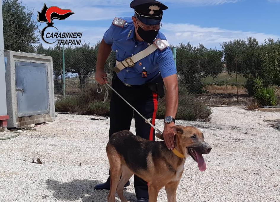 Cane vittima di maltrattamenti, salvato dai carabinieri ...