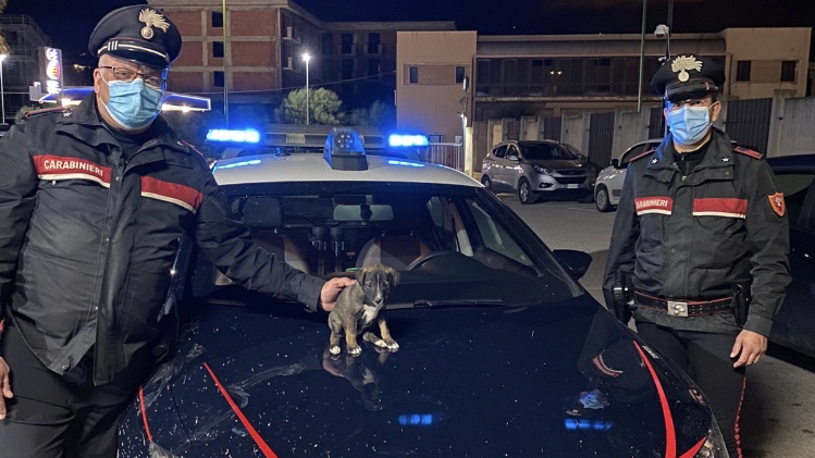 San Leone, cucciolo abbandonato nel fango: salvato dai carabinieri ...