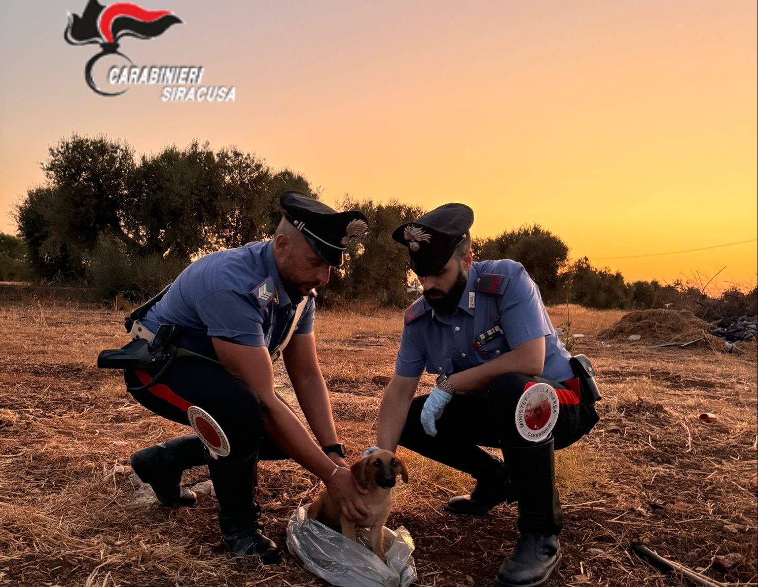 Cagnolino chiuso in un sacchetto di plastica e abbandonato: salvato dai ...